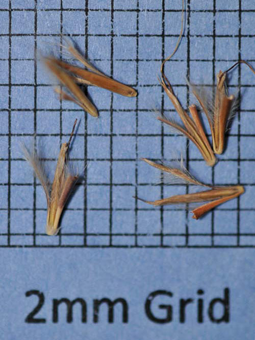 Schizachyrium scoparium, 'Camper' (Little Bluestem, 'Camper') seed