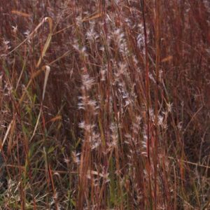 Schizachyrium scoparium, 'Itasca', MN Ecotype (Little Bluestem, 'Itasca', MN Ecotype) seed head