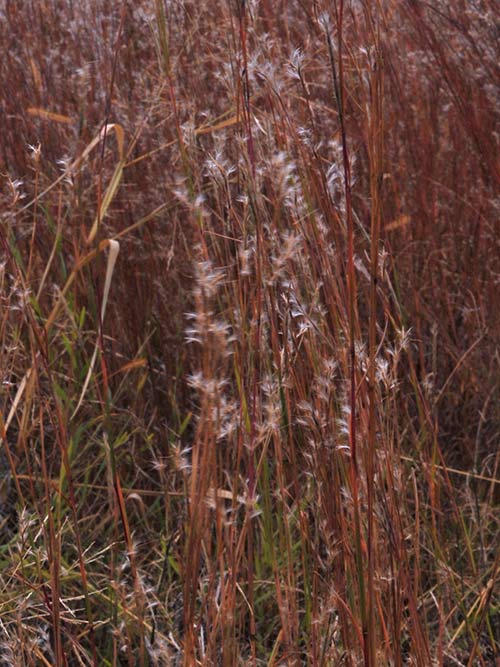Schizachyrium scoparium, 'Itasca', MN Ecotype (Little Bluestem, 'Itasca', MN Ecotype) seed head