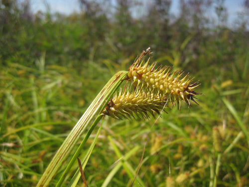 Carex lurida, PA Ecotype (Lurid Sedge, PA Ecotype) seed head