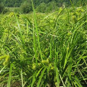 Carex lurida, PA Ecotype (Lurid Sedge, PA Ecotype) whole plant/field shot