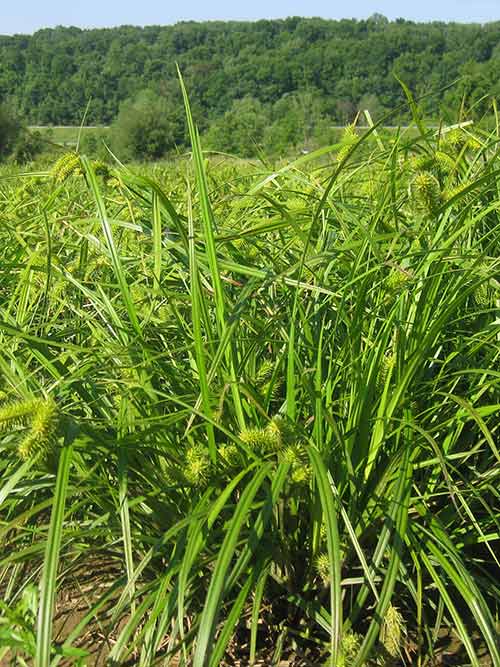 Carex lurida, PA Ecotype (Lurid Sedge, PA Ecotype) whole plant/field shot