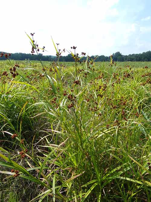 Scirpus polyphyllus, PA Ecotype (Many Leaved Bulrush, PA Ecotype) whole plant/field shot