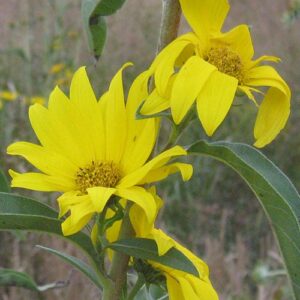 Helianthus maximilianii (Maximilian's Sunflower) bloom