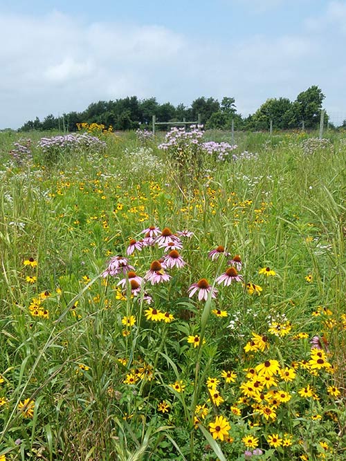 Dry Area Wildflower Seed Mix