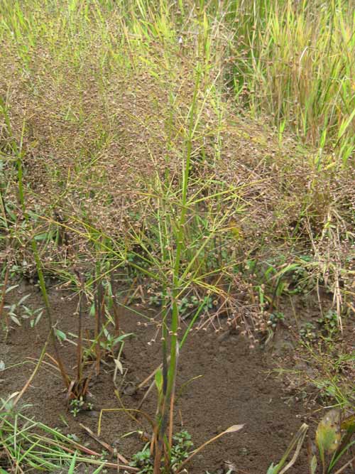 Alisma subcordatum (Mud Plantain) seed head