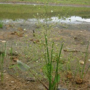 Alisma subcordatum (Mud Plantain) whole plant/field shot