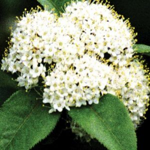 Viburnum lentago, PA Ecotype (Nannyberry, PA Ecotype) bloom