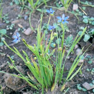 Sisyrinchium angustifolium (Narrowleaf Blue Eyed Grass) whole plant/field shot