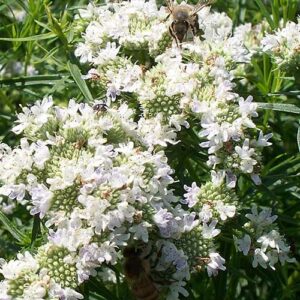 Pycnanthemum tenuifolium (Narrowleaf Mountainmint) bloom