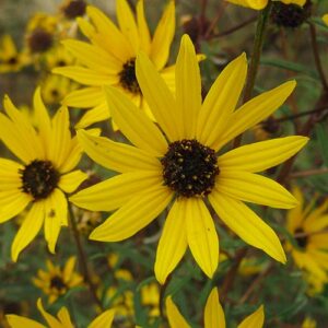 Helianthus angustifolius, FL Ecotype (Narrowleaf Sunflower, FL Ecotype) bloom close-up