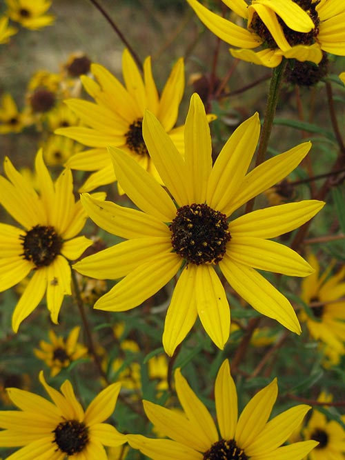 Helianthus angustifolius, FL Ecotype (Narrowleaf Sunflower, FL Ecotype) bloom close-up