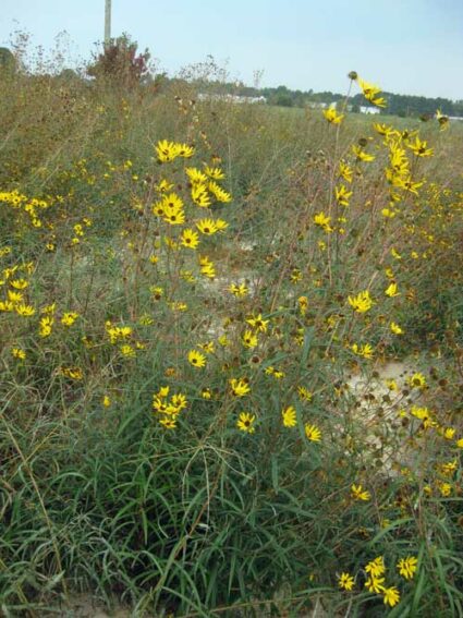 Helianthus angustifolius, MD Ecotype (Narrowleaf Sunflower, MD Ecotype) whole plant/field shot