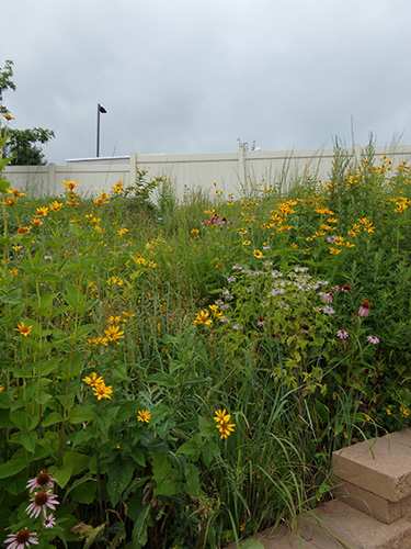 (Native Steep Slope Mix w/Annual Ryegrass) fourth year & beyond
