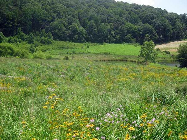 (Native Upland Wildlife Forage & Cover Meadow Mix) fourth year & beyond
