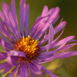 Aster novae-angliae (New England Aster) bloom close-up