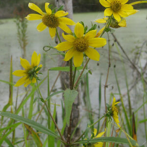 Bidens cernua, PA Ecotype (Nodding Bur Marigold, PA Ecotype) bloom