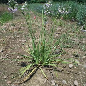 Allium cernuum, OH Ecotype (Nodding Onion, OH Ecotype) whole plant/field shot