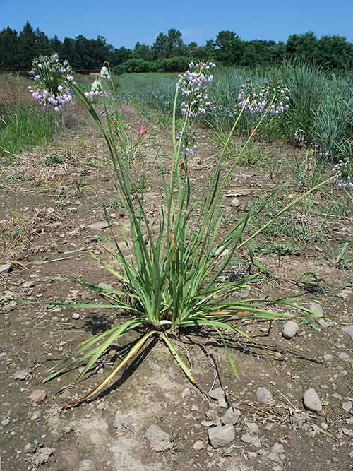 Allium cernuum, PA Ecotype (Nodding Onion, PA Ecotype) whole plant/field shot