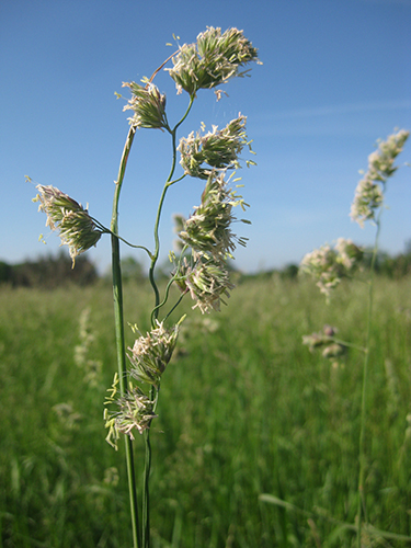 Dactylis glomerata, Potomac (Orchardgrass, Potomac) bloom close-up