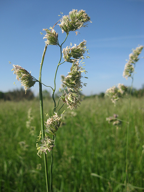 Dactylis glomeratus, 'Profit' (Orchardgrass, 'Profit') bloom close-up