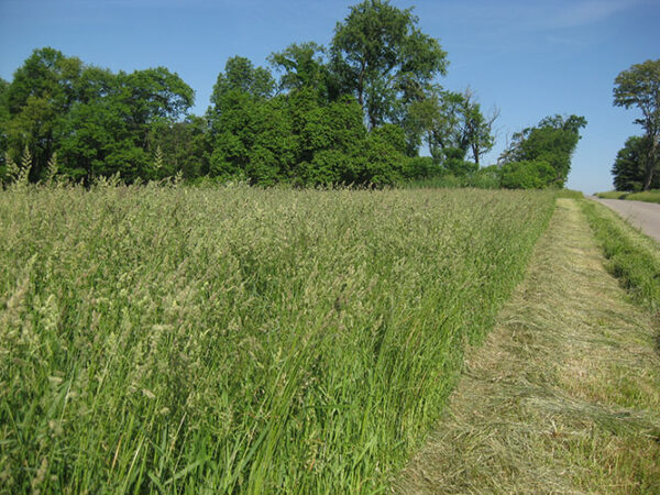 Dactylis glomeratus, 'Profit' (Orchardgrass, 'Profit') production field