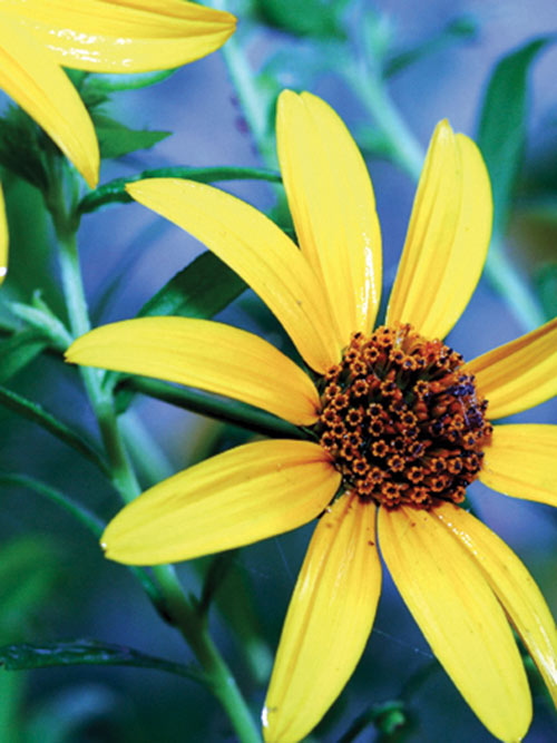 Oxeye Sunflower, PA Ecotype, Heliopsis helianthoides, PA Ecotype seed