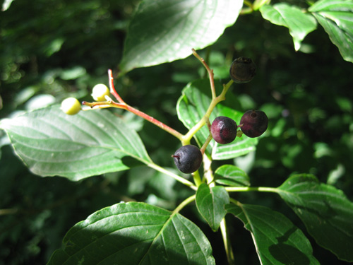 Cornus alternifolia, PA Ecotype (Pagoda Dogwood, PA Ecotype) fruit