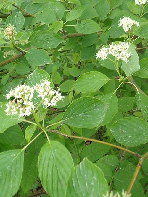 Cornus alternifolia, PA Ecotype (Pagoda Dogwood, PA Ecotype) leaf & stem