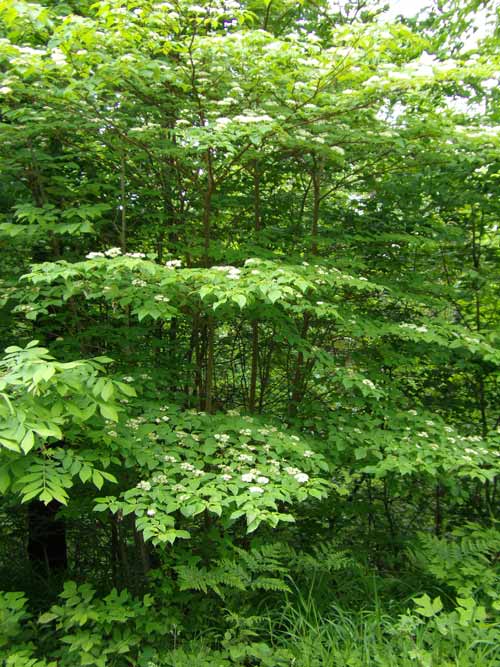 Cornus alternifolia, PA Ecotype (Pagoda Dogwood, PA Ecotype) whole plant - summer