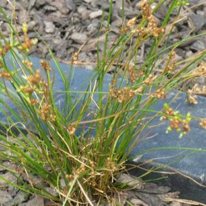Juncus tenuis, PA Ecotype (Path Rush, PA Ecotype) whole plant/field shot