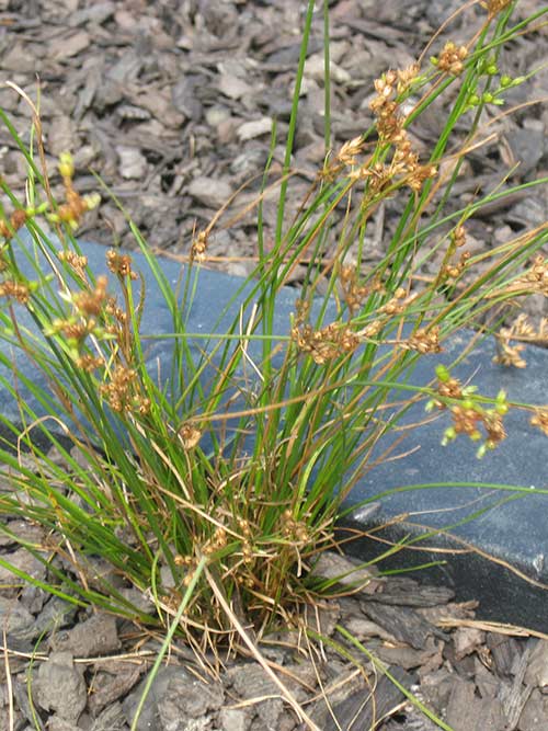 Juncus tenuis, PA Ecotype (Path Rush, PA Ecotype) whole plant/field shot