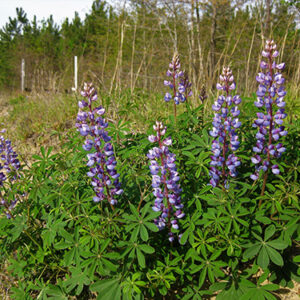 Lupinus perennis (Perennial Blue Lupine, Common Commercial) full bloom