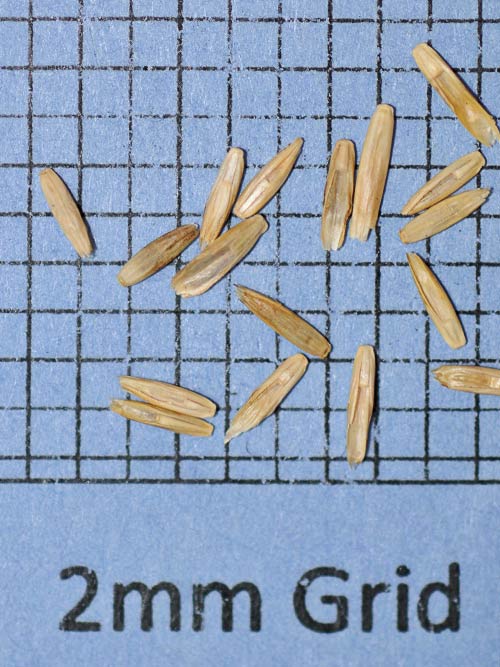Lolium perenne, 'Black Sparrow' (Perennial Ryegrass, 'Black Sparrow' (turf type)) seed
