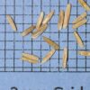 Lolium perenne, 'Blackhawk' (Perennial Ryegrass, 'Blackhawk' (turf type)) seed