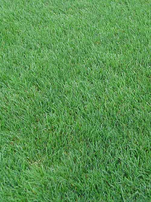 Lolium perenne, 'Power', Tetraploid (Perennial Ryegrass, 'Power', Tetraploid) whole plant/field shot