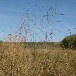 Spartina pectinata (Prairie Cordgrass) whole plant/field shot