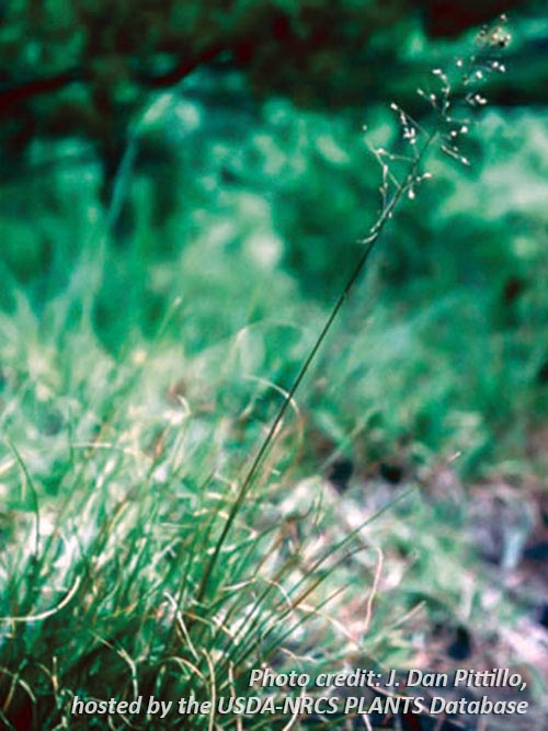 Sporobolus heterolepis (Prairie Dropseed) seed head