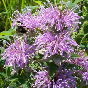 Monarda media, PA Ecotype (Purple Bergamot, PA Ecotype) bloom