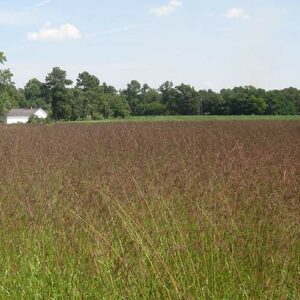 Tridens flavus (Purpletop) whole plant/field shot