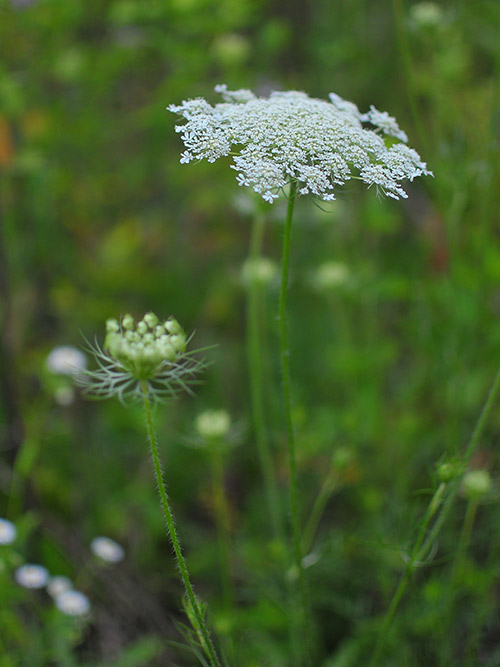 Queen Anne's Lace Seed, Daucus carota Seed