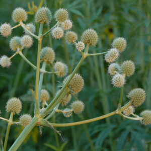 Eryngium yuccifolium (Rattlesnake Master) bloom close-up