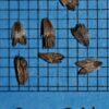 Eryngium yuccifolium, OH Ecotype (Rattlesnake Master, OH Ecotype) seed