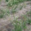 Eryngium yuccifolium, OH Ecotype (Rattlesnake Master, OH Ecotype) full bloom