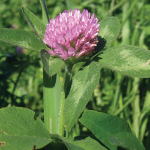 Trifolium pratense, Mammoth (Red Clover, Mammoth) bloom close-up
