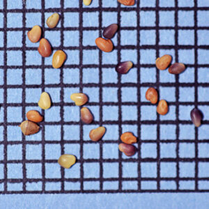 Trifolium pratense, Medium, Variety Not Stated (Red Clover, Medium, Variety Not Stated) seed