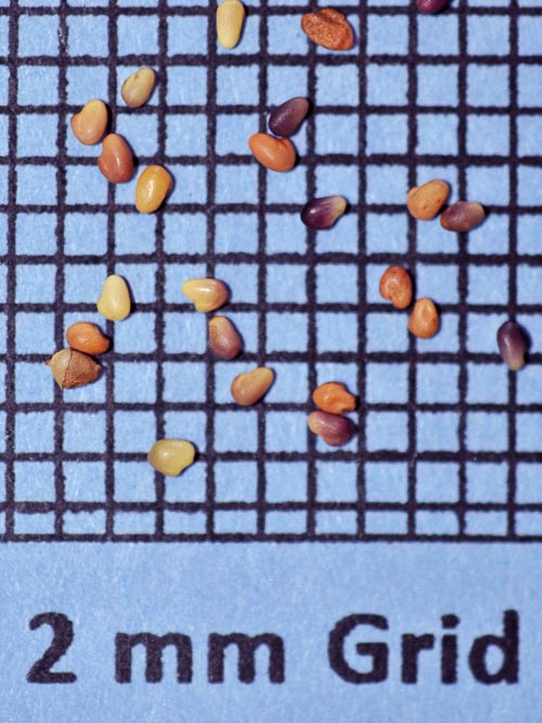 Trifolium pratense, Medium, Variety Not Stated (Red Clover, Medium, Variety Not Stated) seed