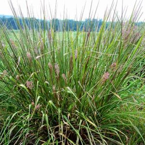 Panicum rigidulum, Coastal Plain NC Ecotype (Redtop Panicgrass, Coastal Plain NC Ecotype) whole plant/field shot