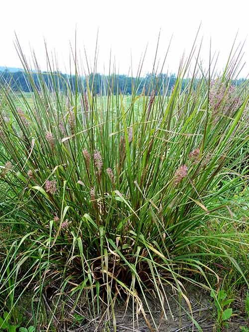 Panicum rigidulum, Coastal Plain NC Ecotype (Redtop Panicgrass, Coastal Plain NC Ecotype) whole plant/field shot