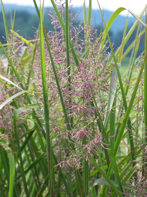 Panicum rigidulum, PA Ecotype (Redtop Panicgrass, PA Ecotype) seed head